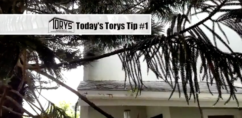 Torys tip, Overhanging trees can damage your roof